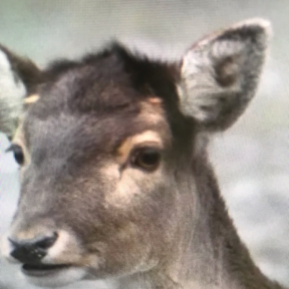 Meet your Posher, Carla - Picture 1 of 1